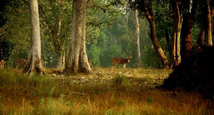 kanha..