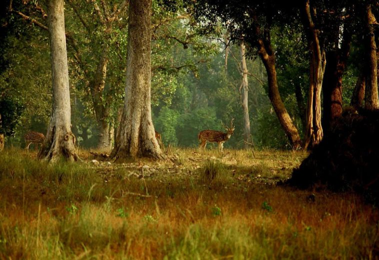 kanha..